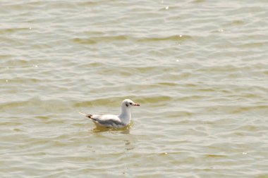 Martı veya Chibis (Vanellus vanellus)
