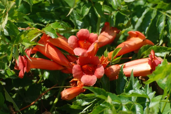 Gereza Yaygın Lcium Barbarum 1753 Çevir Omuriliği Çıkıntı — Stok fotoğraf