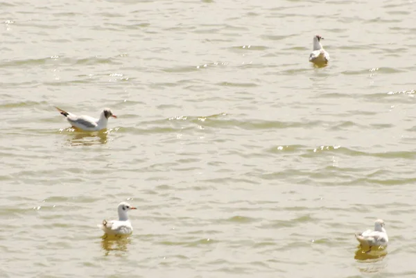 Gaviota Chibis Vanellus Vanellus — Foto de Stock