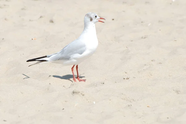 Gaivota Chibis Vanellus Vanellus — Fotografia de Stock