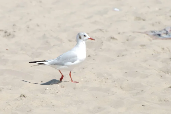 Gaivota Chibis Vanellus Vanellus — Fotografia de Stock