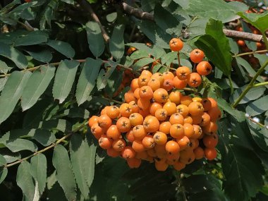 Rowan adi (Latin Srbus aucupria)