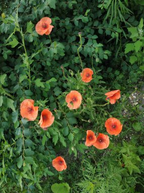   Yabani gelincik (Latin Papaver rhoeas; tarla gelinciği, haşhaş, kendi kendine tohumlanan gelincik)