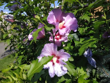 Malva, veya mallow (lat. Mlva)