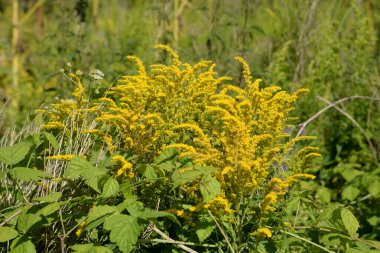 Altın baca şapkası Kanada (Latince Solidgo canadnsis)