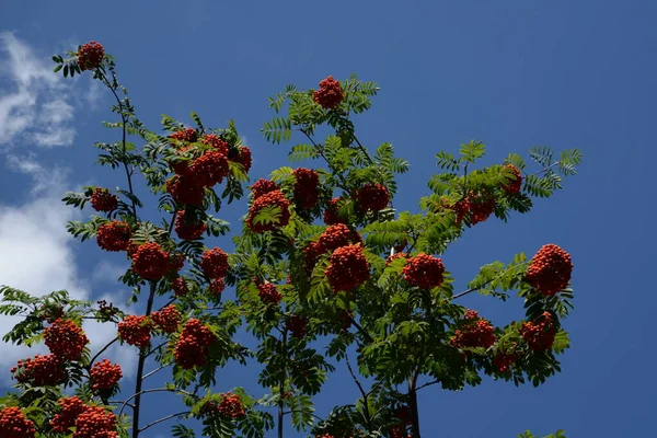 Συνήθης Rowan Latin Srbus Aucupria — Φωτογραφία Αρχείου