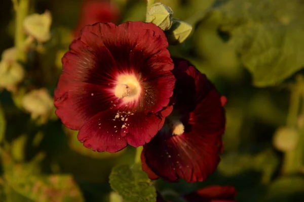 Malva Malva Lat Mlva — Fotografia de Stock