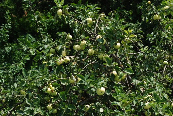 Mele Mature Albero — Foto Stock