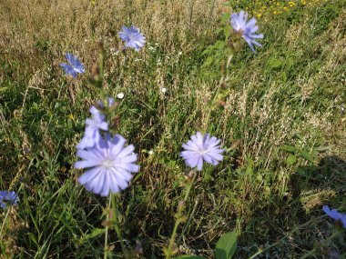 Mavi ya da mavi (Centaurea siyanus (Hepsi) Dost.)