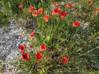   Yabani gelincik (Latin Papaver rhoeas; tarla gelinciği, haşhaş, kendi kendine tohumlanan gelincik)