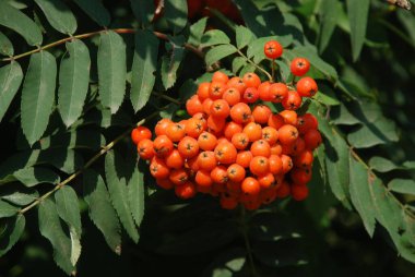 Rowan adi (Latin Srbus aucupria)