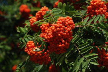 Rowan adi (Latin Srbus aucupria)