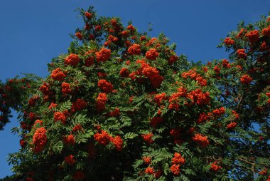Rowan adi (Latin Srbus aucupria)