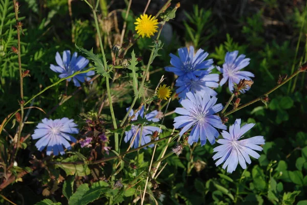 Azul Aciano Azul Azulado Centaurea Cyanus All Dost — Foto de Stock