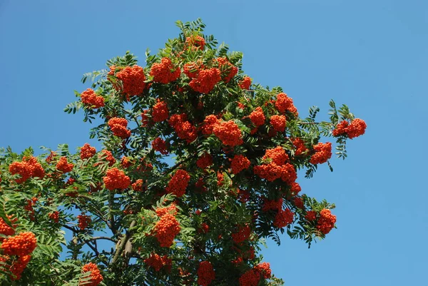 Rowan Ordinary Латиною Srbus Aucupria — стокове фото