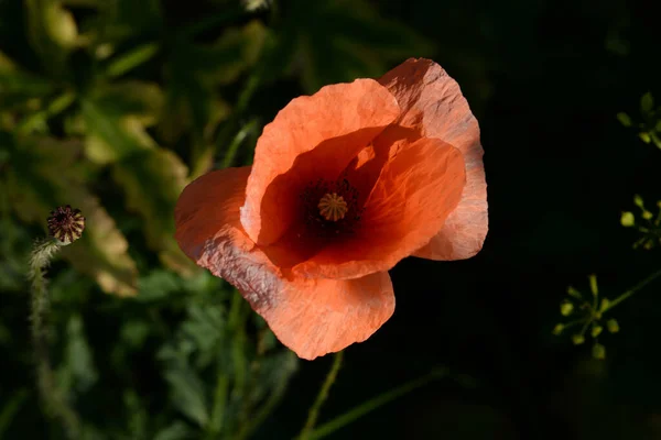 Papoula Selvagem Latim Papaver Rhoeas Papoula Campo Papoula Auto Semeadura — Fotografia de Stock