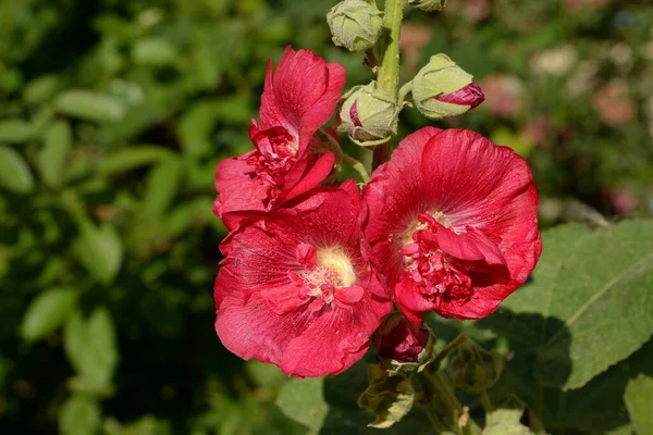 Malva Malva Lat Mlva — Fotografia de Stock