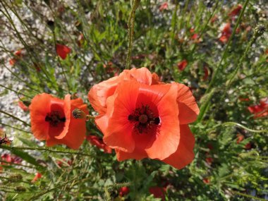   Yabani gelincik (Latin Papaver rhoeas; tarla gelinciği, haşhaş, kendi kendine tohumlanan gelincik)