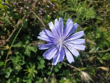 Mavi ya da mavi (Centaurea siyanus (Hepsi) Dost.)