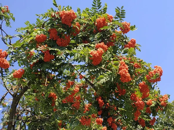 Rowan Adi Latin Srbus Aucupria — Stok fotoğraf