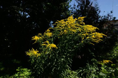 Altın baca şapkası Kanada (Latince Solidgo canadnsis)