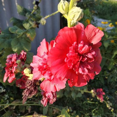 Malva, veya mallow (lat. Mlva)