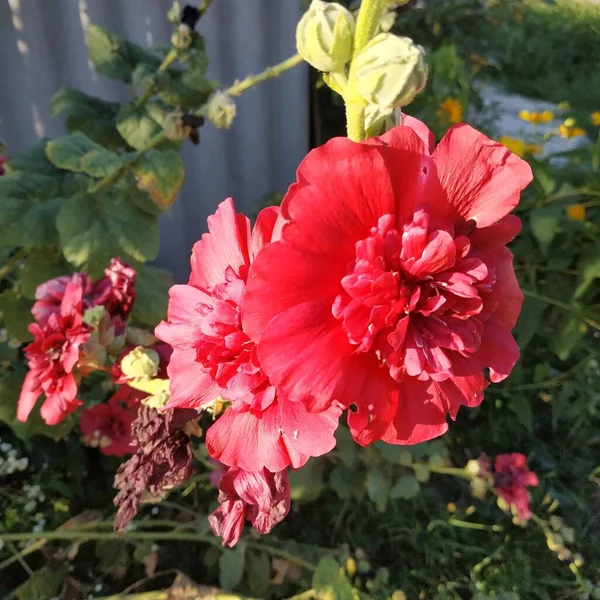 Malva, veya mallow (lat. Mlva)