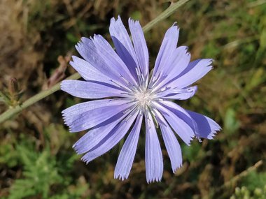 Mavi ya da mavi (Centaurea siyanus (Hepsi) Dost.)