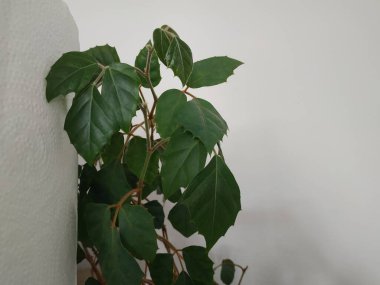 Epiphyllum (lat. Epiphyllum) - kaktüs ailesinin epifitik kaktüsü cinsi.