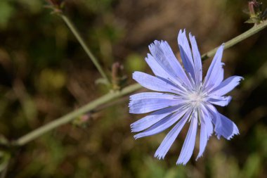 Mavi ya da mavi (Centaurea siyanus (Hepsi) Dost.)