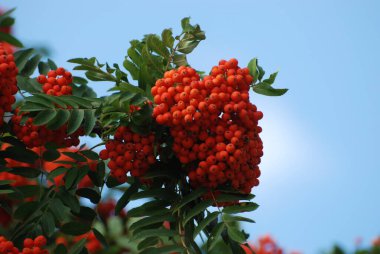 Rowan adi (Latin Srbus aucupria)