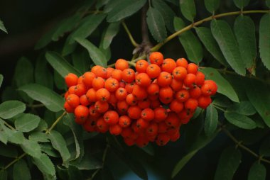Rowan adi (Latin Srbus aucupria)