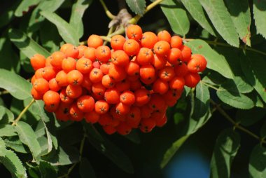 Rowan adi (Latin Srbus aucupria)