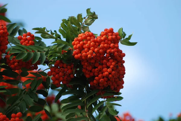Rowan adi (Latin Srbus aucupria)