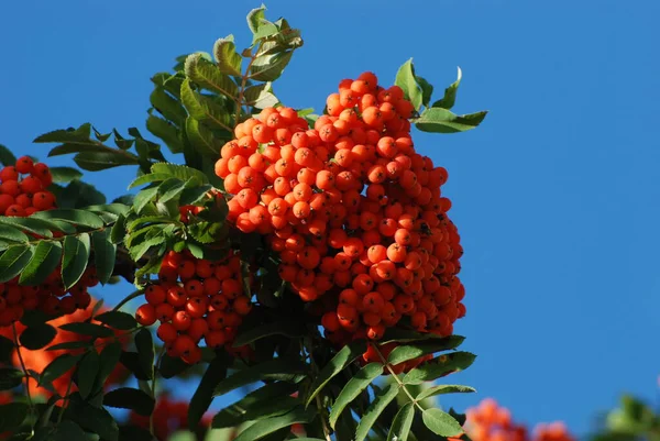 Rowan adi (Latin Srbus aucupria)