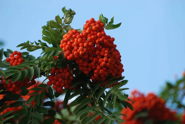 Rowan adi (Latin Srbus aucupria)