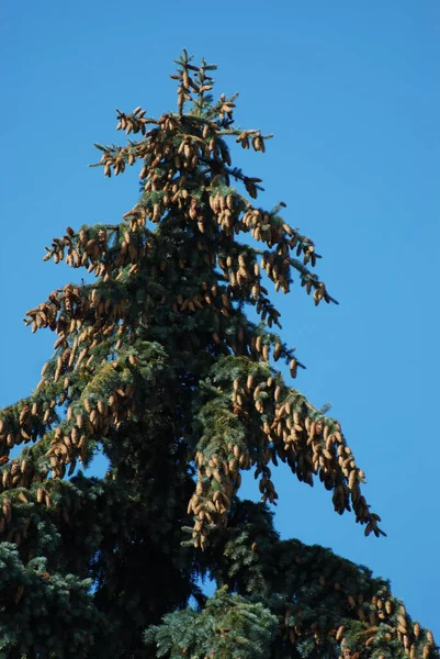 Abeto Espinhoso Azul Colorado Picea Pungens Engelm — Fotografia de Stock