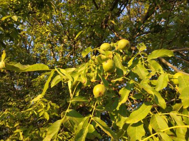 Ceviz, o da ceviz (Juglans regia L.)