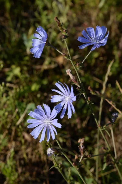 Καλαμποκιού Μπλε Μπλε Centaurea Cyanus Όλα Δοστ — Φωτογραφία Αρχείου