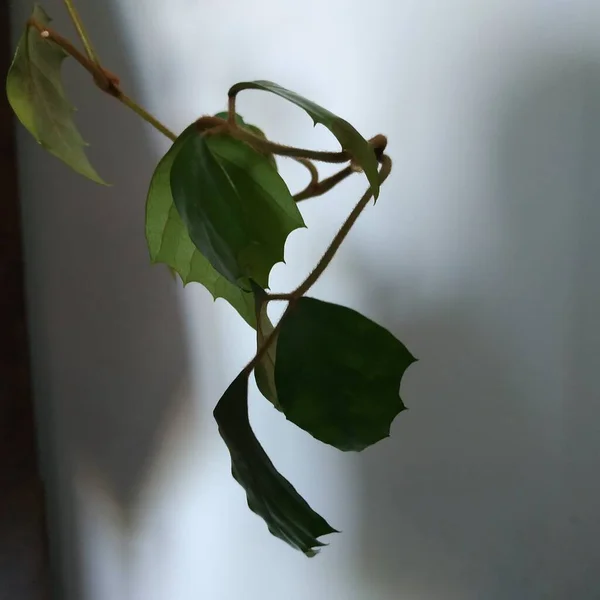 Epifílio Lat Epiphyllum Género Cactos Epífitos Família Dos Cactos — Fotografia de Stock