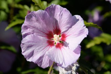 Malva, veya mallow (lat. Mlva)