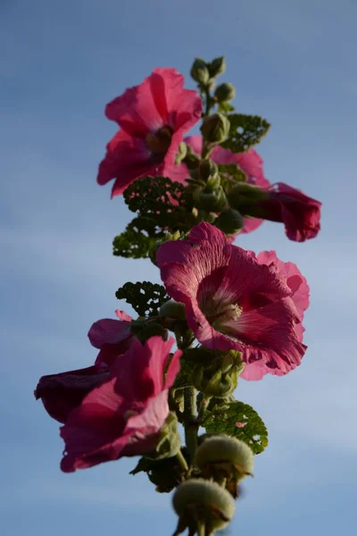 Malva Malva Lat Mlva — Fotografia de Stock