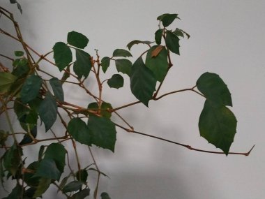 Epiphyllum (lat. Epiphyllum) - kaktüs ailesinin epifitik kaktüsü cinsi.