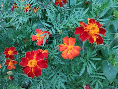 Kadife çiçeği, kadife, dolunay.