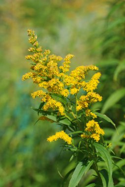 Altın baca şapkası Kanada (Latince Solidgo canadnsis)