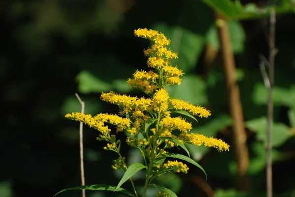 Altın baca şapkası Kanada (Latince Solidgo canadnsis)