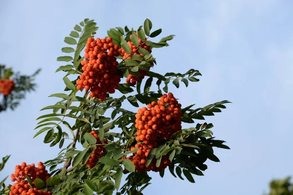 Rowan Adi Latin Srbus Aucupria — Stok fotoğraf