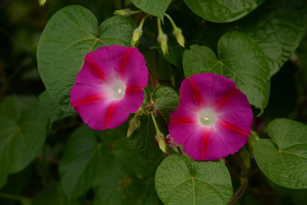 Malva Atau Mallow Lat Mlva — Stok Foto