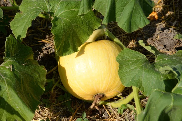 Calabaza Repollo Latín Cucurbita — Foto de Stock