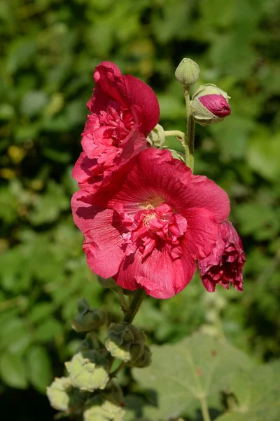 Malva Oder Malve Lat Mlva — Stockfoto